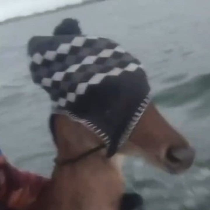 Um cervo com um gorro preto e branco é resgatado por pescadores na água.