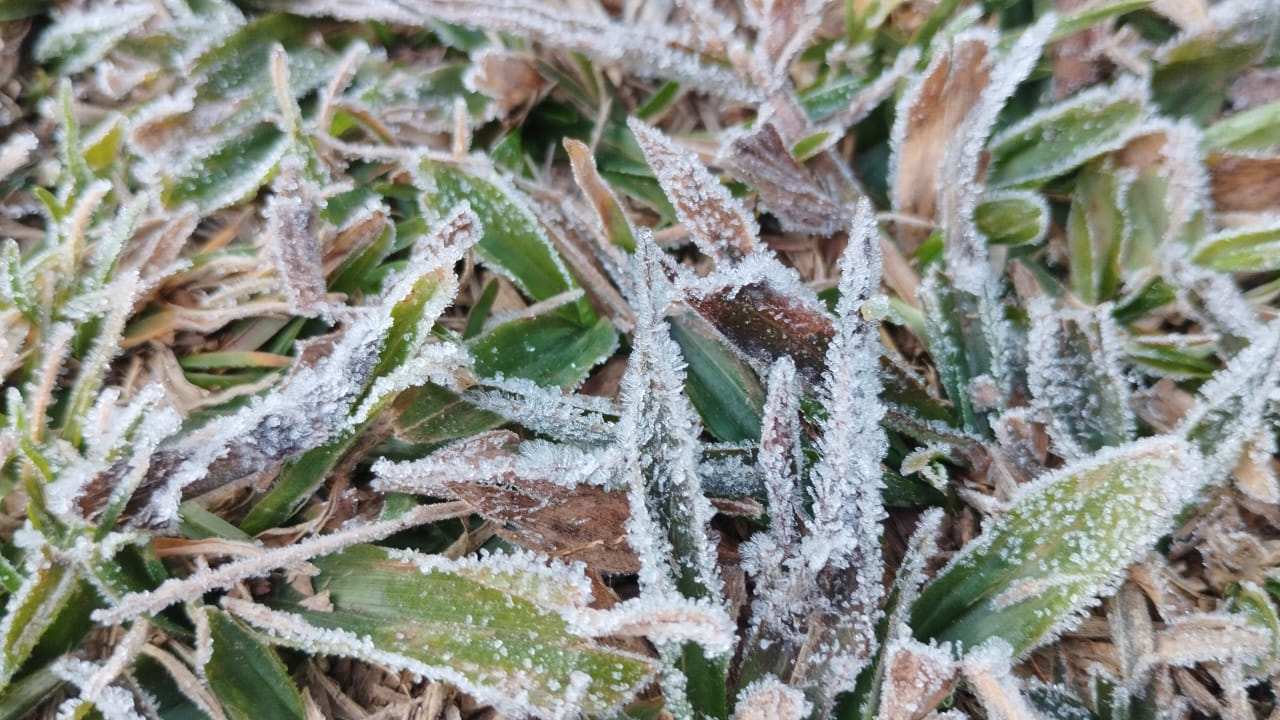 Vegetação coberta de geada no Parque Estadual dos Três Picos, Nova Friburgo.