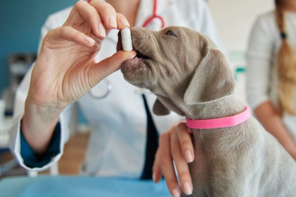 Veterinário dando remédio para cachorro.