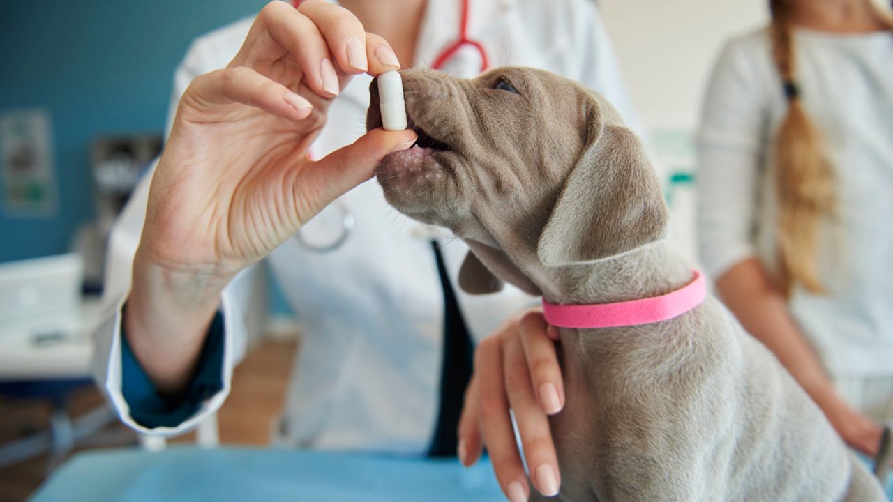 Veterinário dando remédio para cachorro.