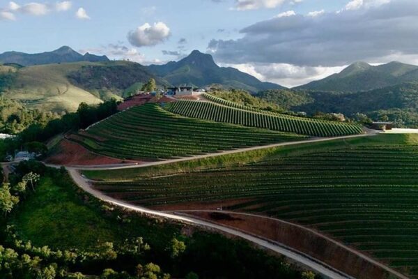 Vinícola em Teresópolis com plantações de uvas em encostas, com montanhas ao fundo.