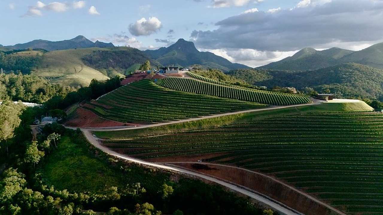 Vinícola em Teresópolis com plantações de uvas em encostas, com montanhas ao fundo.