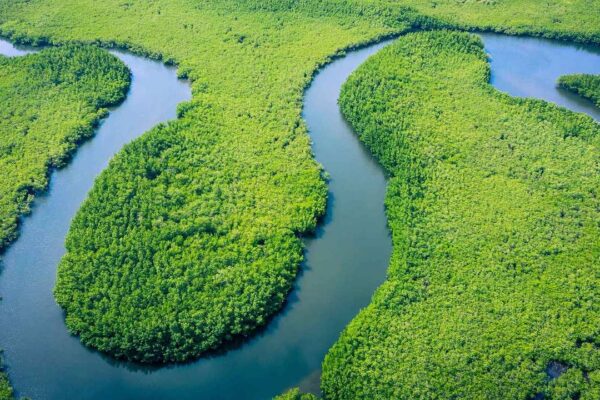 Vista aérea da floresta amazônica com rios serpenteando em Nova Friburgo, Brasil.