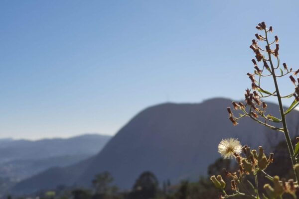 Vista da Pedra do Imperador em Nova Friburgo com vegetação em primeiro plano e montanhas ao fundo.