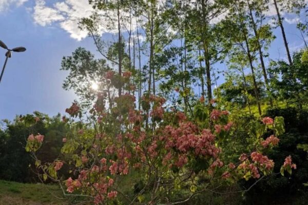 Vista do Parque das Águas Almir Freire, com árvores, flores e céu azul.