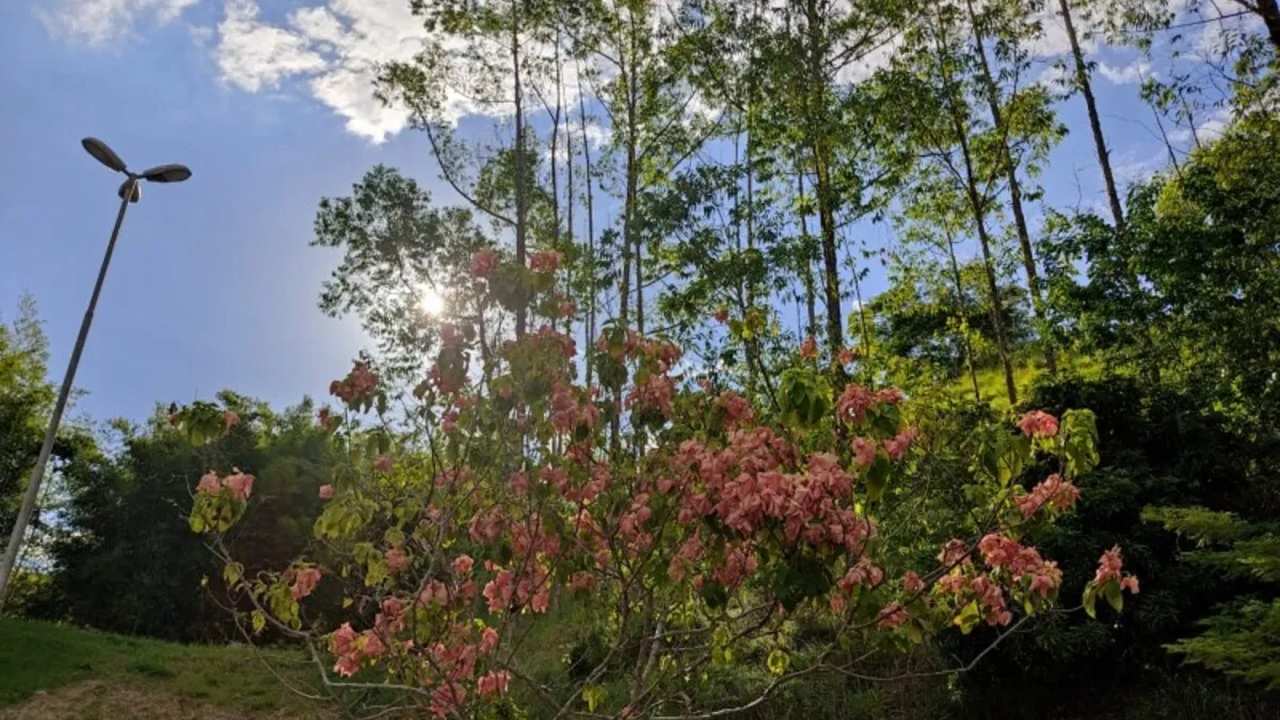 Vista do Parque das Águas Almir Freire, com árvores, flores e céu azul.