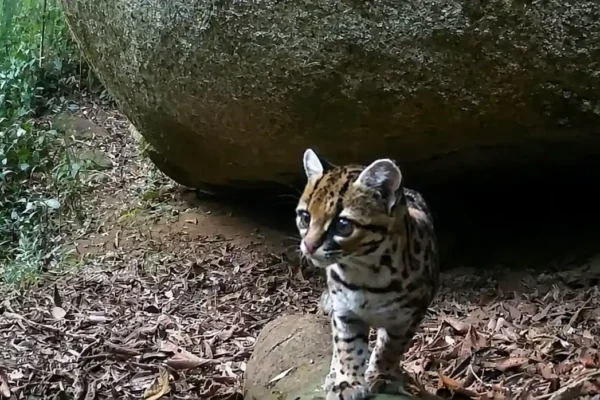 Gato-maracajá caminha pela Mata Atlântica entre Nova Friburgo e Cachoeiras de Macacu