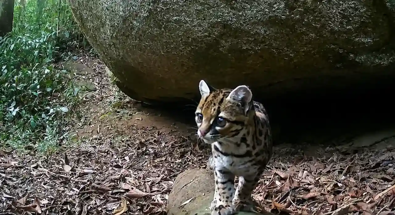 Gato-maracajá caminha pela Mata Atlântica entre Nova Friburgo e Cachoeiras de Macacu