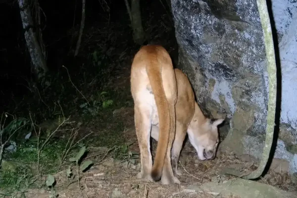 Onça-parda marca território em mata de Bom Jardim