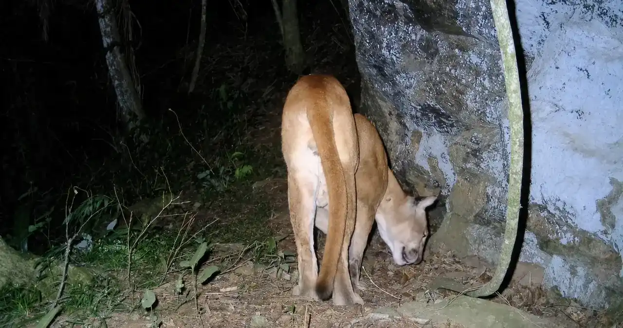 Onça-parda marca território em mata de Bom Jardim