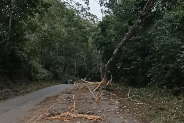 Árvore caída sobre a rede elétrica na RJ-148