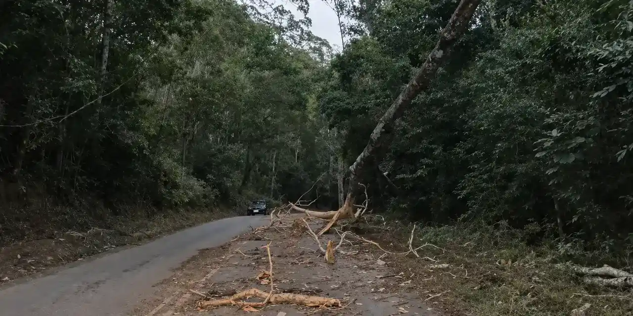 Árvore caída sobre a rede elétrica na RJ-148