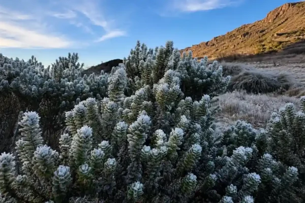 Vegetação coberta por uma espessa camada de gelo no Parque Nacional do Itatiaia após temperatura de 11,5 graus negativos.