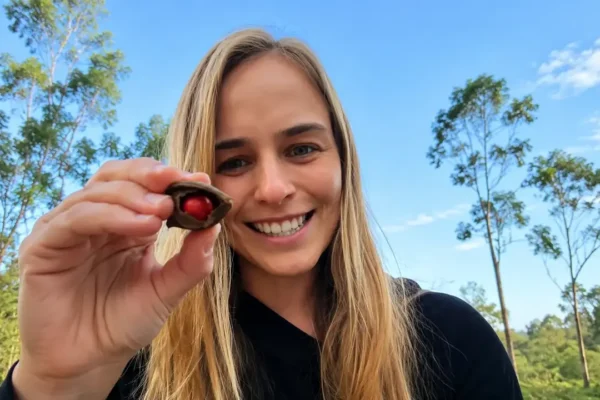 Frutos e sementes de Ormosia friburgensis registrados diretamente em uma árvore nativa da Mata Atlântica em Nova Friburgo.