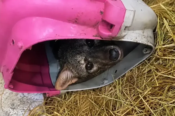 Resgate de cachorro-do-mato atropelado na RJ-116