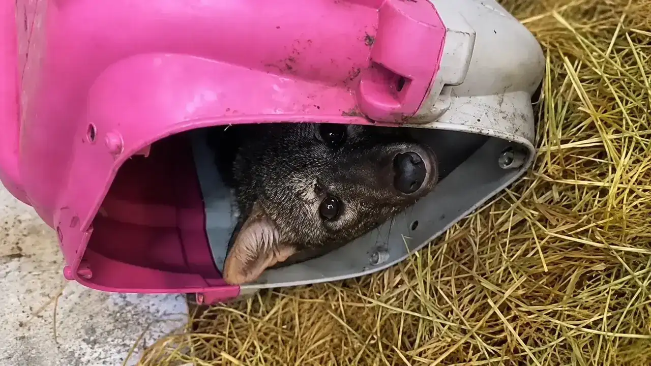 Resgate de cachorro-do-mato atropelado na RJ-116
