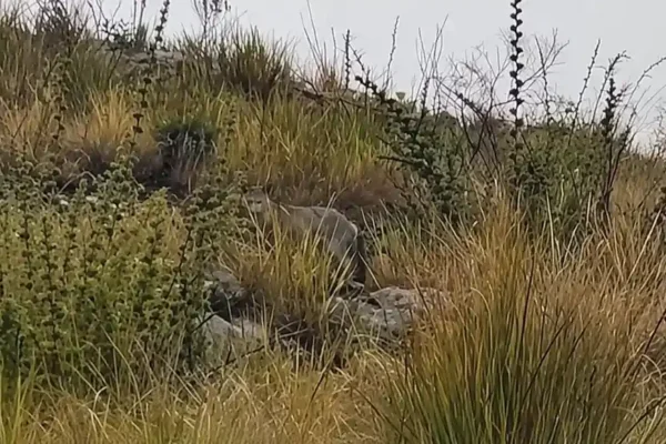 Possível cachorro-do-mato é flagrado em meio à vegetação no Parque Nacional do Itatiaia