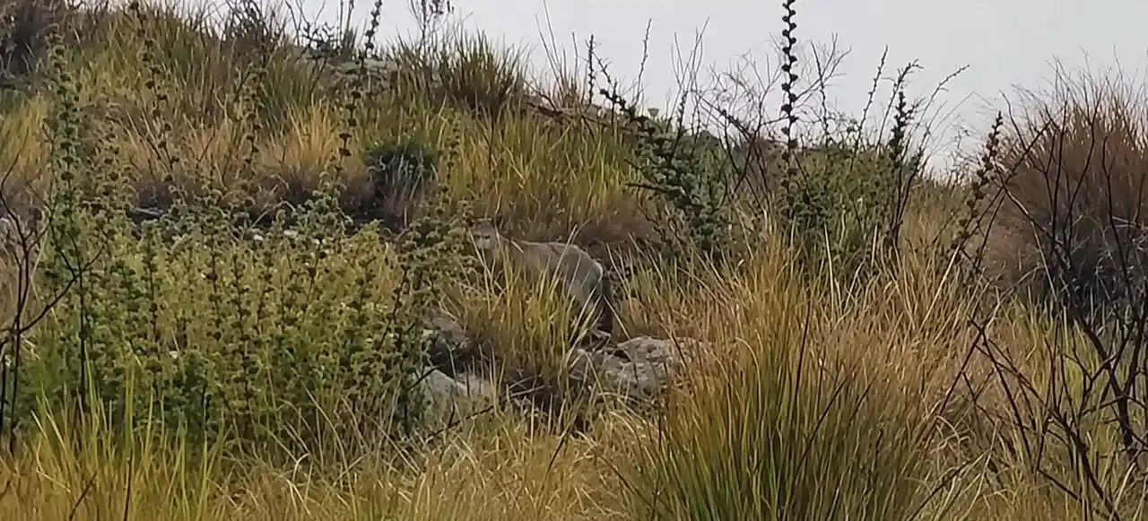 Possível cachorro-do-mato é flagrado em meio à vegetação no Parque Nacional do Itatiaia