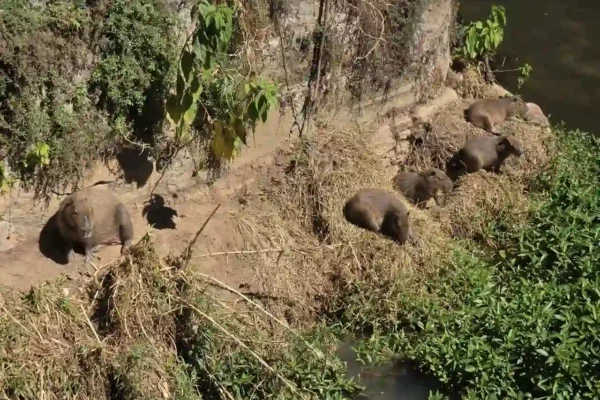 Família de capivaras descansando às margens do Rio Bengalas em Nova Friburgo
