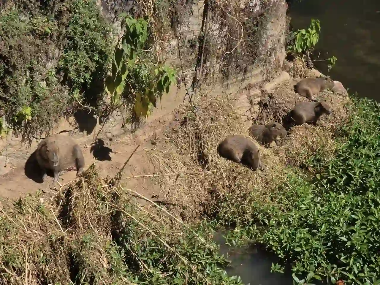 Família de capivaras descansando às margens do Rio Bengalas em Nova Friburgo