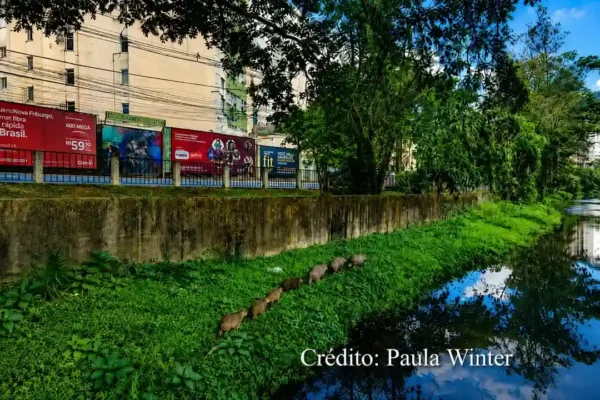 Família de capivaras caminhando às margens do Rio Bengalas, no Centro de Nova Friburgo.