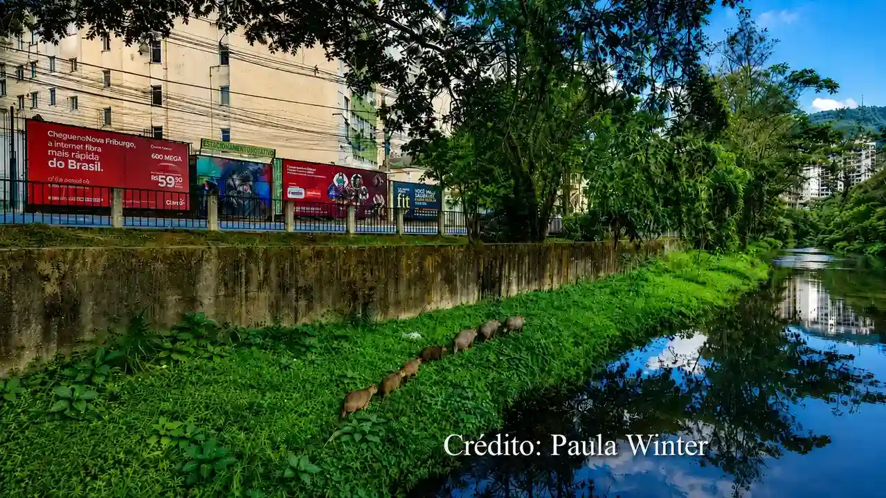 Família de capivaras caminhando às margens do Rio Bengalas, no Centro de Nova Friburgo.