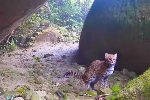Gato-do-mato-pequeno ameaçado é registrado no Parque Estadual dos Três Picos