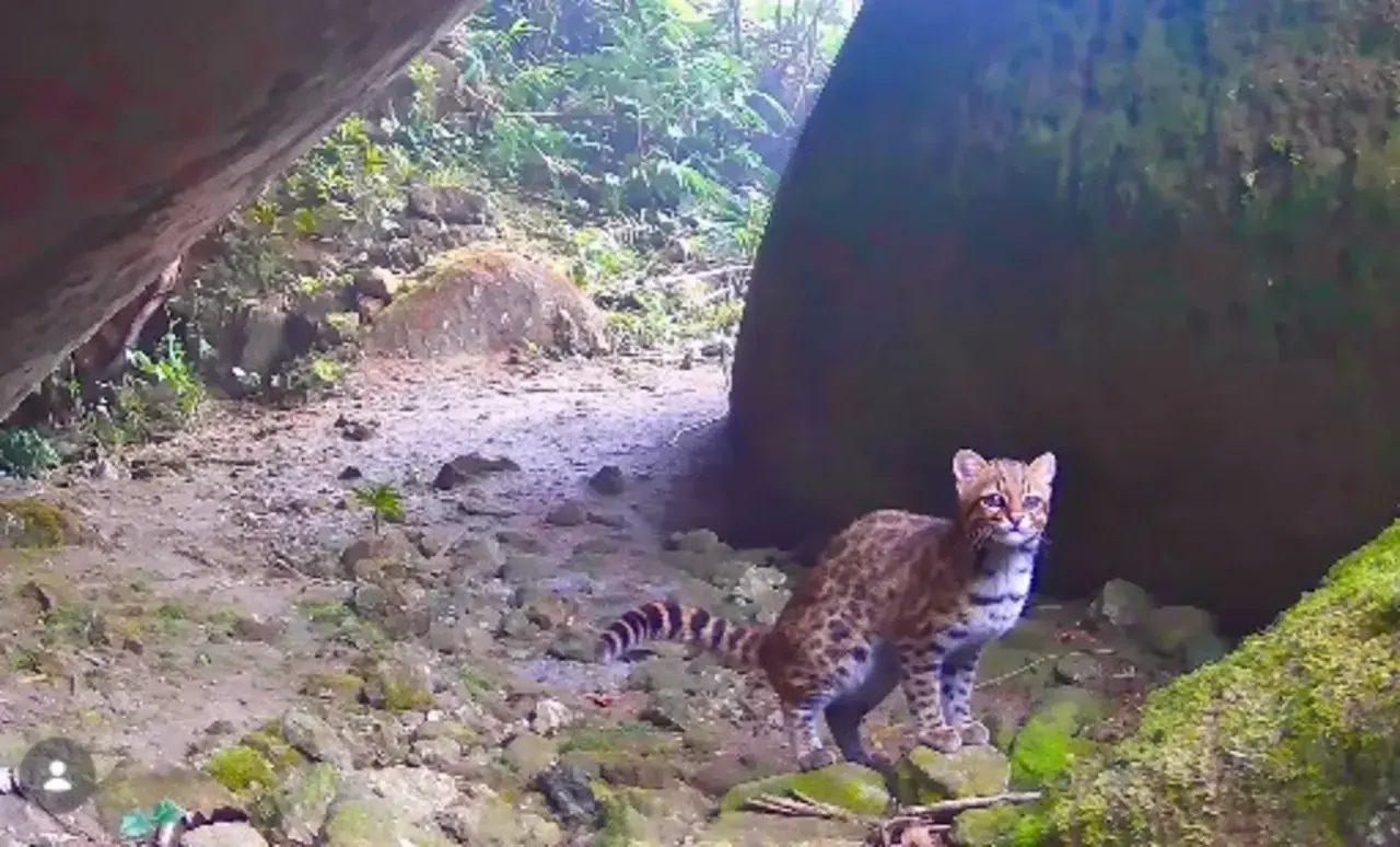Gato-do-mato-pequeno ameaçado é registrado no Parque Estadual dos Três Picos
