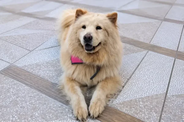 Cachorrinha Kiara deitada sobre uma cama antes da morte associada a um quadro de suspeita de envenenamento em Nova Friburgo.