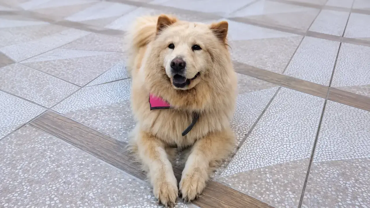 Cachorrinha Kiara deitada sobre uma cama antes da morte associada a um quadro de suspeita de envenenamento em Nova Friburgo.