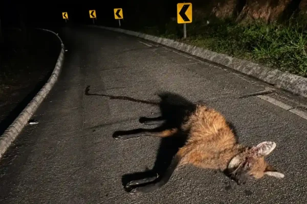 Lobo-guará atropelado no km 119 da RJ-116 em Duas Barras