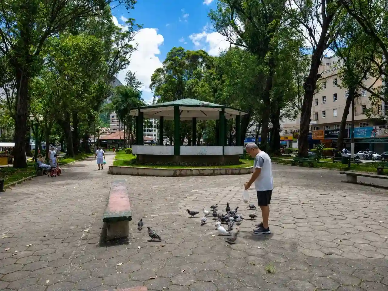 Pombos reunidos sobre telhado e área urbana de Nova Friburgo, em imagem que representa debate sobre controle sanitário e manejo humanizado.