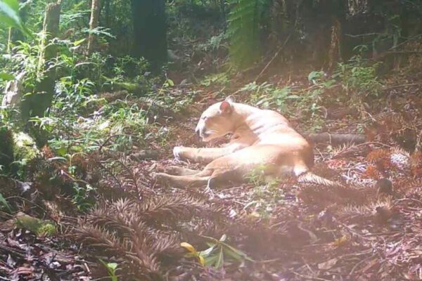 Rio: Puma para em frente a câmera e o inusitado acontece em registro inédito