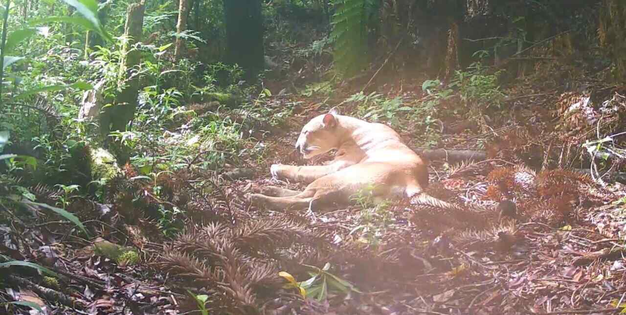 Rio: Puma para em frente a câmera e o inusitado acontece em registro inédito
