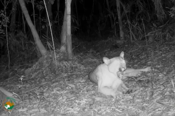 Onça-parda macho adulta descansa diante de câmera de monitoramento no Parque Estadual dos Três Picos.