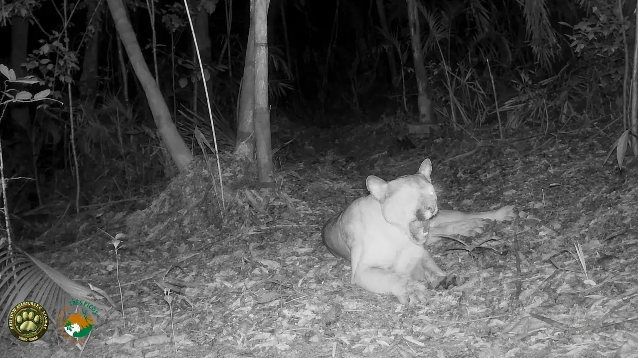Onça-parda macho adulta descansa diante de câmera de monitoramento no Parque Estadual dos Três Picos.