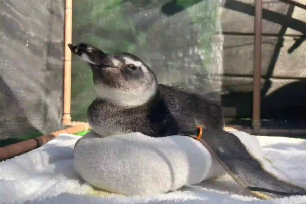Pinguim-de-Magalhães encontrado na faixa de areia durante a temporada migratória na Região dos Lagos.