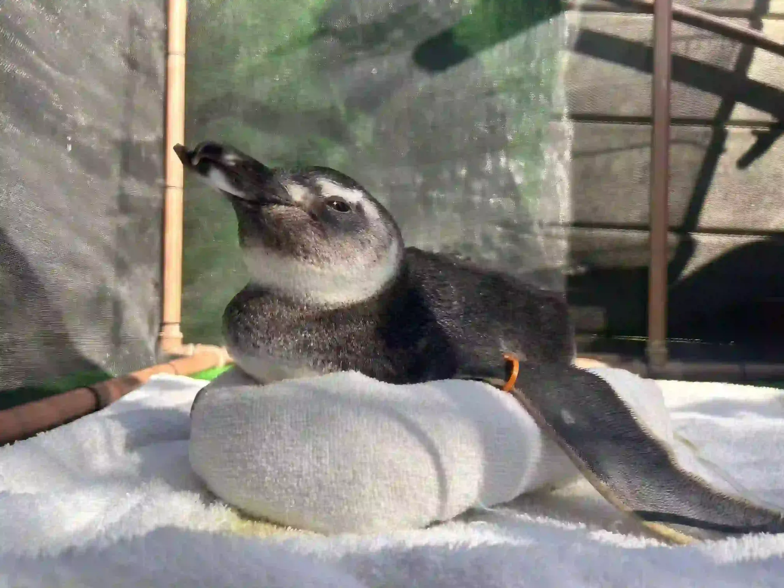 Pinguim-de-Magalhães encontrado na faixa de areia durante a temporada migratória na Região dos Lagos.