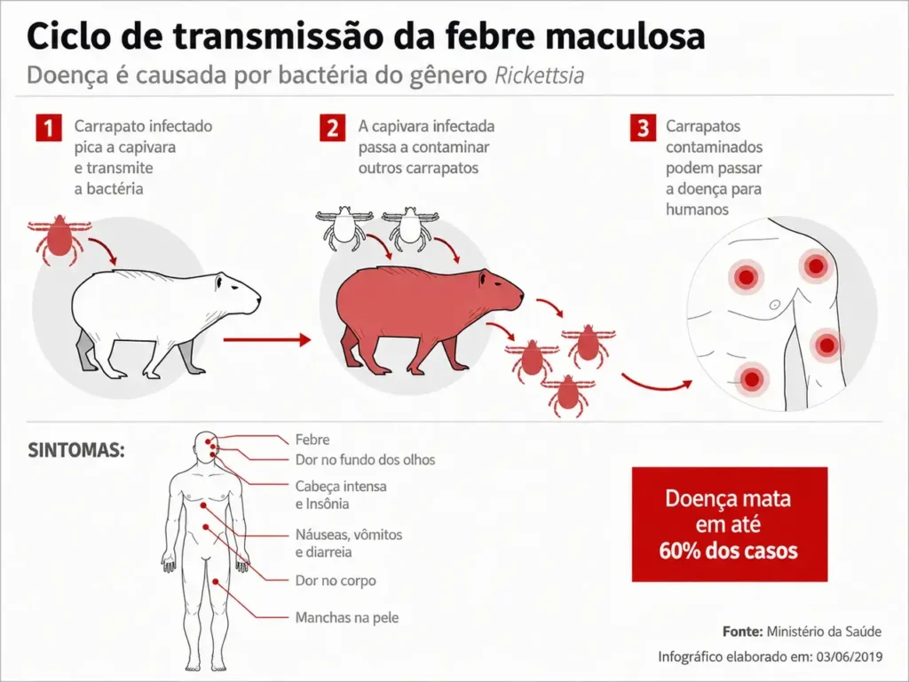 Infográfico em formato horizontal mostra o ciclo de transmissão da febre maculosa e os principais sintomas da doença.
