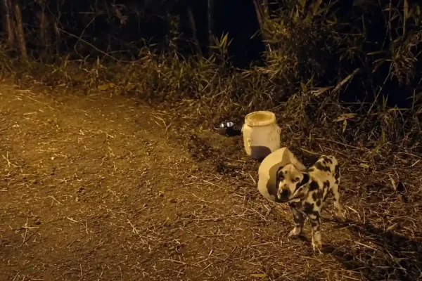 Cachorro usando colar elisabetano é encontrado sozinho na subida do Camping, em Debossan.