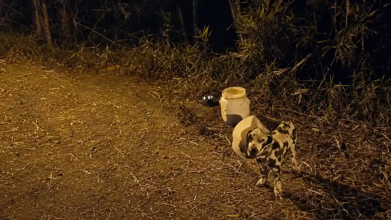 Cachorro usando colar elisabetano é encontrado sozinho na subida do Camping, em Debossan.