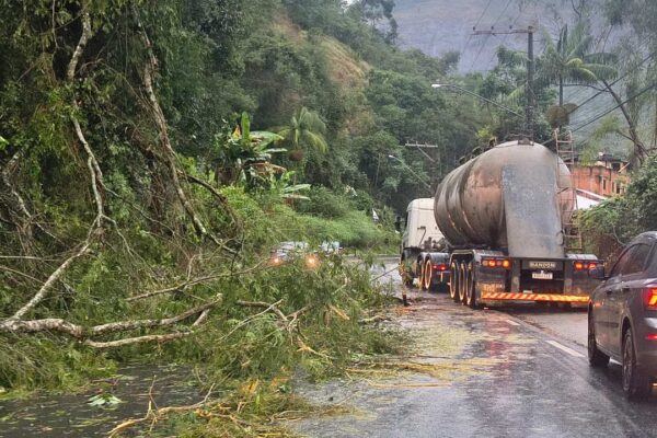 Árvore caída bloqueia estrada em Nova Friburgo após forte chuva.