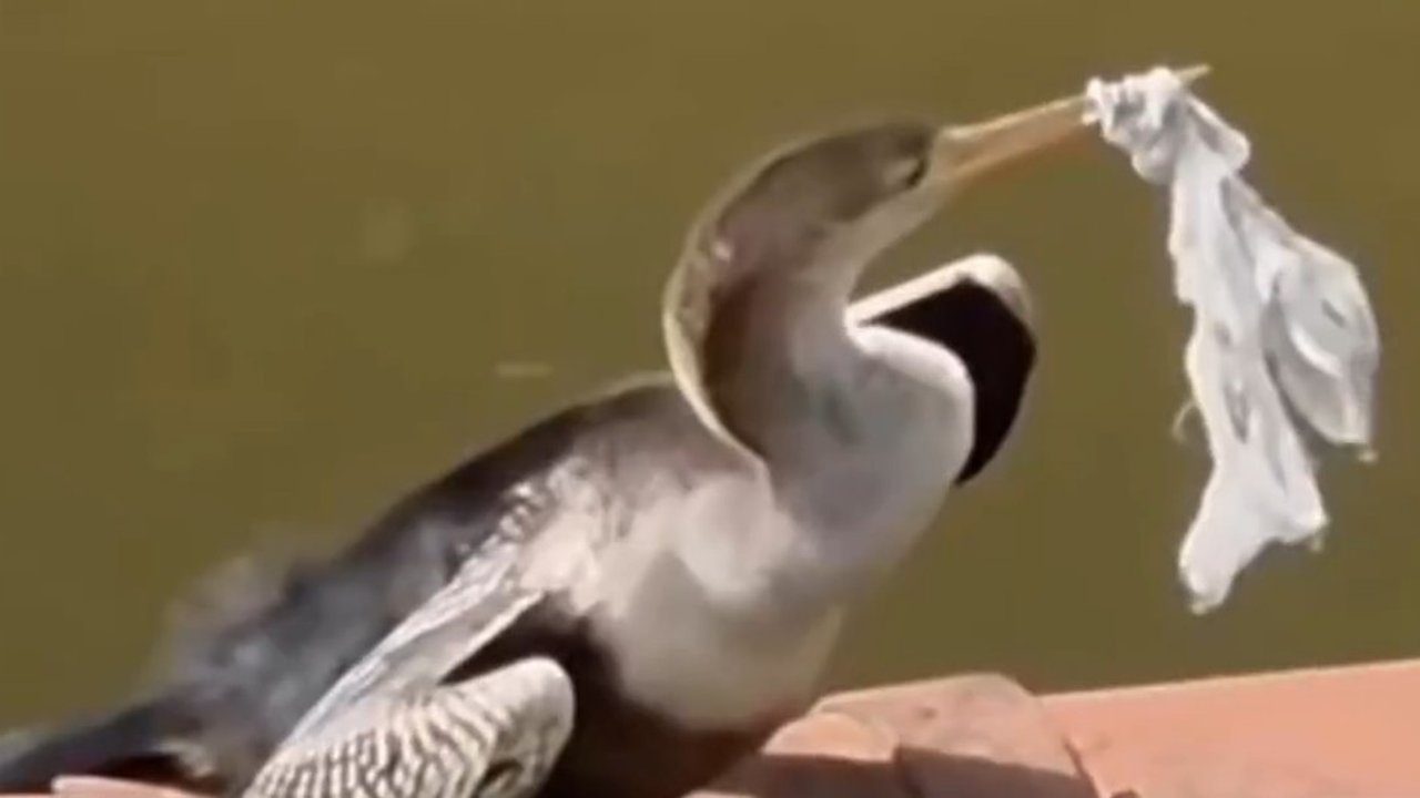 Ave com lixo na boca às margens do Rio Bengalas em Nova Friburgo, RJ.