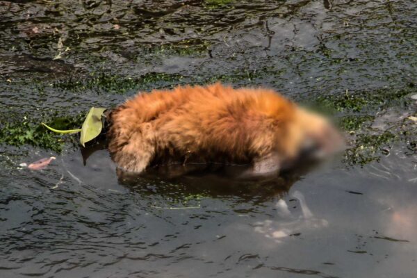 Cachorro morto na água, em Nova Friburgo. Corpo em rio gera indignação.