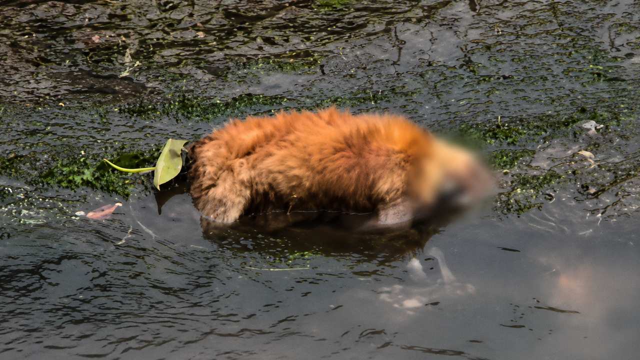 Cachorro morto na água, em Nova Friburgo. Corpo em rio gera indignação.