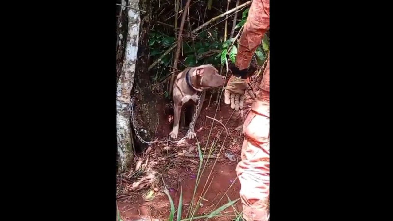 Cachorro pitbull acorrentado em mata é resgatado por órgãos públicos após denúncia