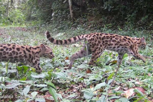 Dois gatos-maracajá caminhando na mata.