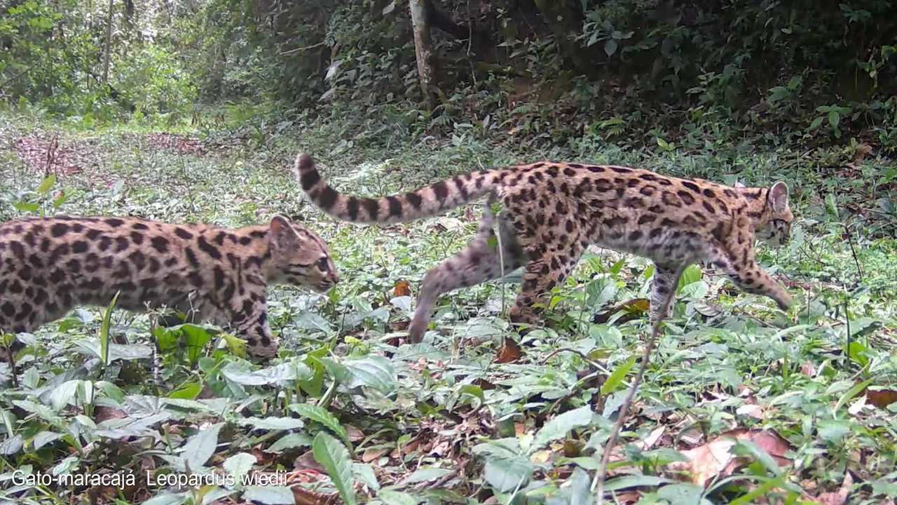 Dois gatos-maracajá caminhando na mata.