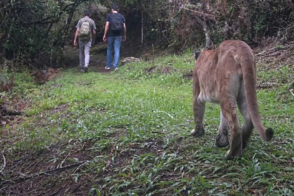 Dois homens em trilha na mata encontram puma em Nova Friburgo, Brasil.
