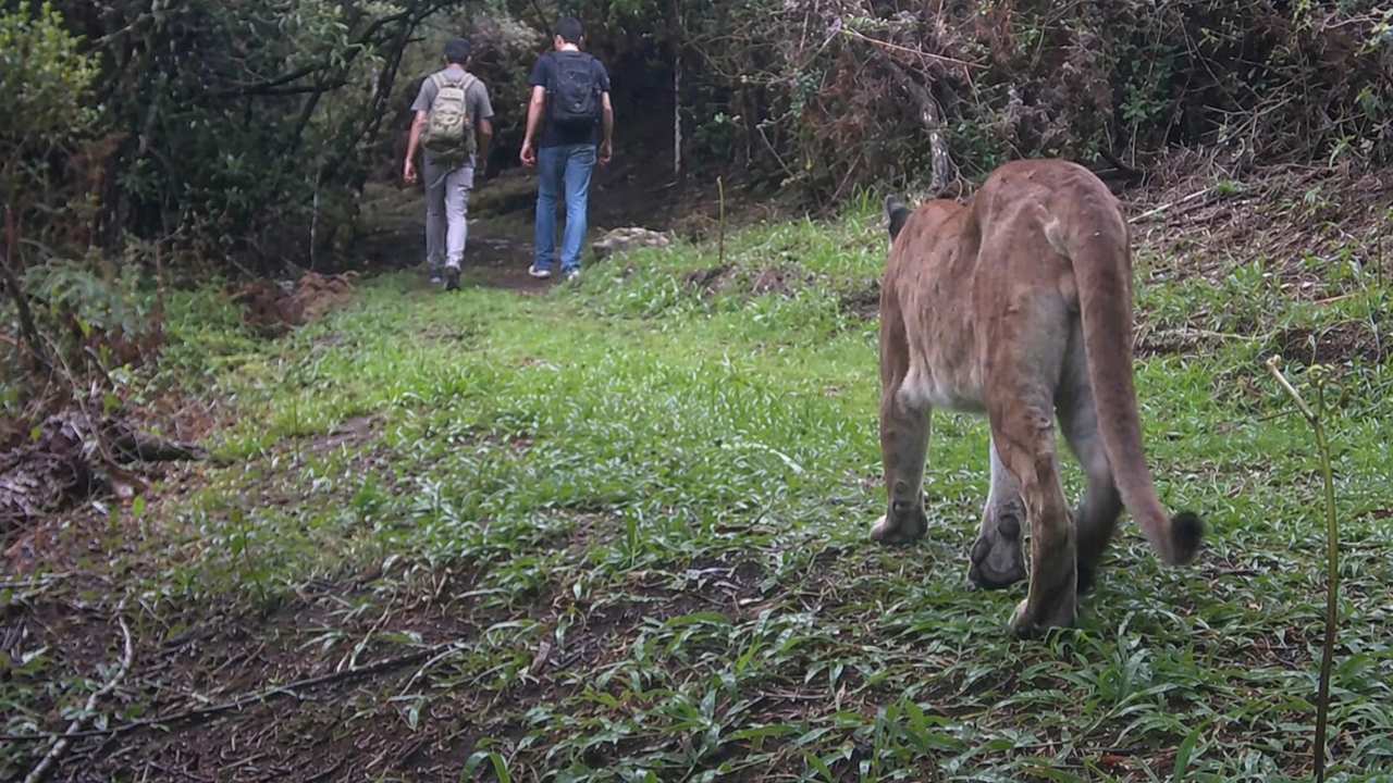 Dois homens em trilha na mata encontram puma em Nova Friburgo, Brasil.